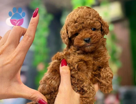EŞSİZ GÜZELLİK KORE POODLE YAVRULARIMIZ - 8518 - Görsel 3