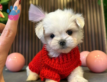 KAR BEYAZI MALTESE TERRIER YAVRULARIMIZ - 8520 - Görsel 3