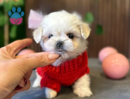 KAR BEYAZI MALTESE TERRIER YAVRULARIMIZ - 8520