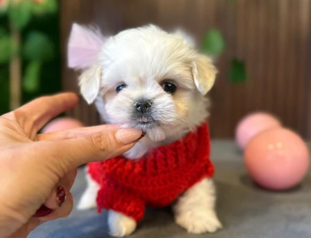 KAR BEYAZI MALTESE TERRIER YAVRULARIMIZ - 8520