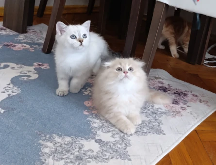 Muhteşem güzellikte Golden yavrular.