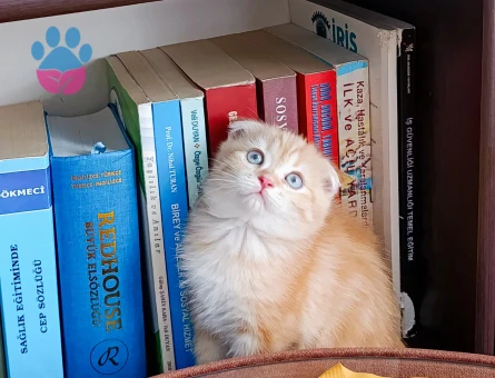 Muhteşem güzellikte Golden yavrular.