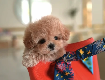 KOREAN TOY POODLE YAVRULARIM - 10591