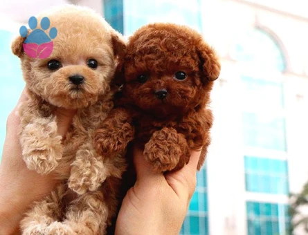 TOY POODLE YAVRULARIM - 10592 - Görsel 3