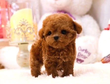 TOY POODLE KOREAN Kore - 10593