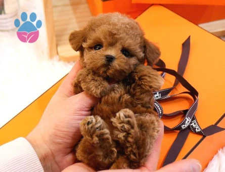 TOY POODLE KOREAN Kore - 10593 - Görsel 3