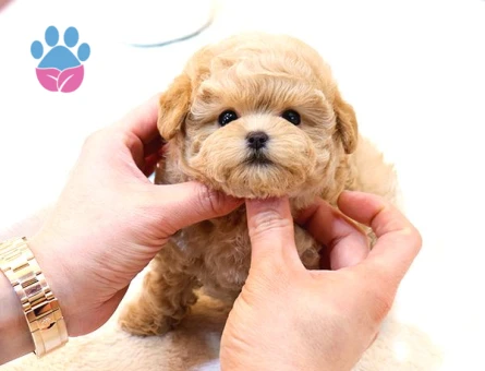 TOY POODLE YAVRULARIM - 10594 - Görsel 2
