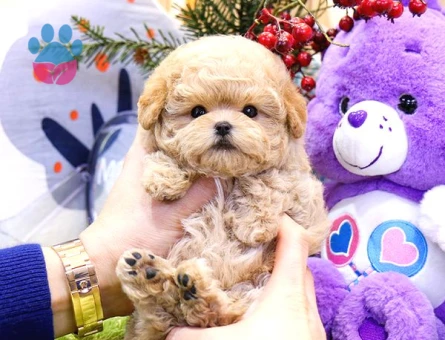 TOY POODLE YAVRULARIM - 10594 - Görsel 4