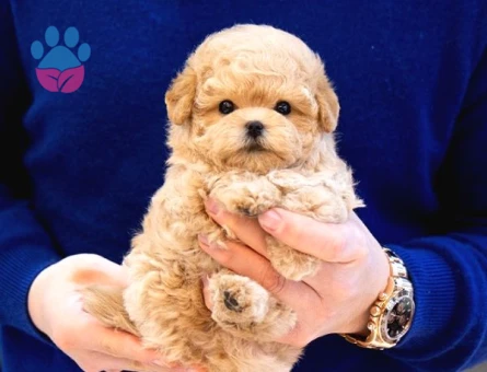 TOY POODLE YAVRULARIM - 10594 - Görsel 3