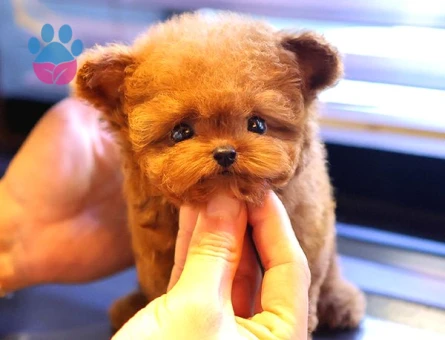 TOY POODLE YAVRULARIM - 10595 - Görsel 4