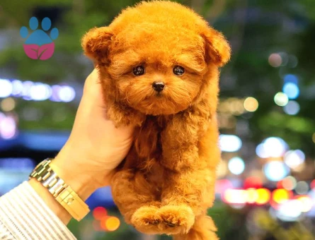 TOY POODLE YAVRULARIM - 10595 - Görsel 2