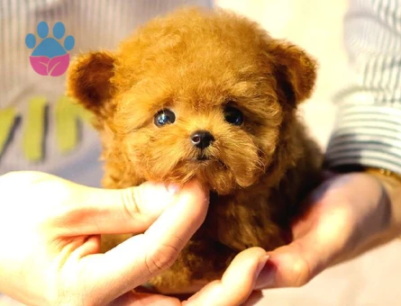 TOY POODLE YAVRULARIM - 10595 - Görsel 3