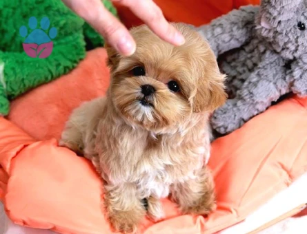 TOY POODLE SEVİMLİ YAVRULAR - 10597 - Görsel 2