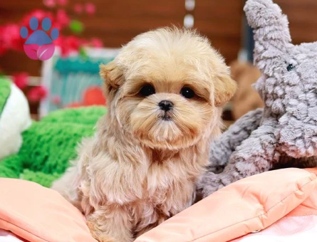 TOY POODLE SEVİMLİ YAVRULAR - 10597 - Görsel 3