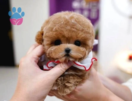 TOY POODLE YAVRULARIM - 10599 - Görsel 3