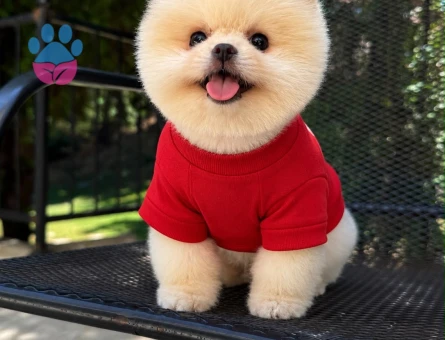 POMERANIAN ÜRETİM ÇİFTLİĞİNDEN - 10608 - Görsel 2