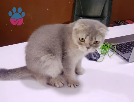Scottish Fold 1 Yaşında Dişi - 10610 - Görsel 2
