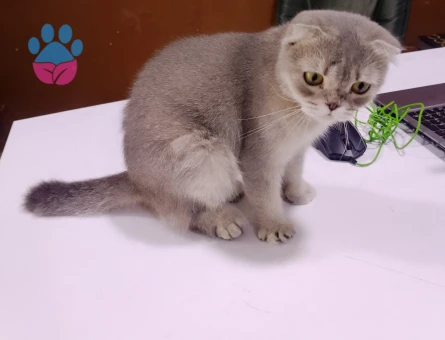 Scottish Fold 1 Yaşında Dişi - 10610 - Görsel 3