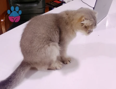 Scottish Fold 1 Yaşında Dişi - 10610 - Görsel 4