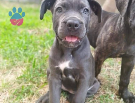 Blue cane corso yavrumuz - 10614