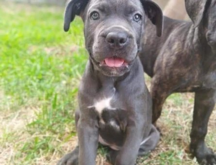 Blue cane corso yavrumuz - 10614