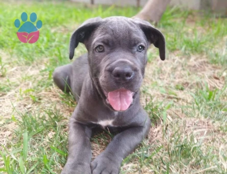 Blue cane corso yavrumuz - 10614 - Görsel 3