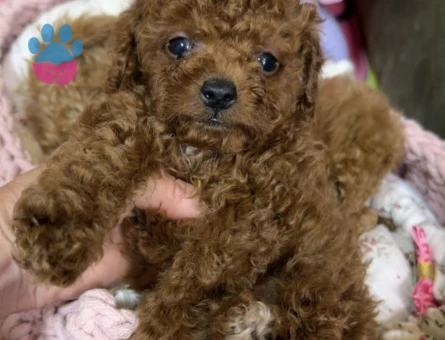 SAFKAN POODLE YAVRULARI ORGİNAL KORE - 10616