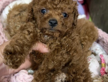 SAFKAN POODLE YAVRULARI ORGİNAL KORE - 10616