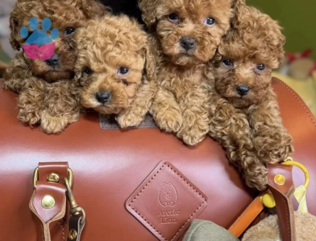 SAFKAN POODLE YAVRULARI ORGİNAL KORE - 10616 - Görsel 3
