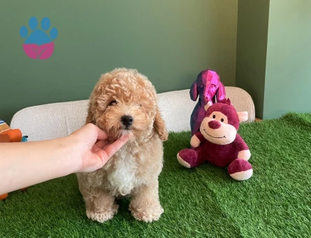 Sevimli Apricot Toy Poodle yavrumuz özel kayısı tonlarındaki tüyleri - 10621 - Görsel 2