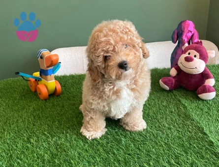 Sevimli Apricot Toy Poodle yavrumuz özel kayısı tonlarındaki tüyleri - 10621 - Görsel 3