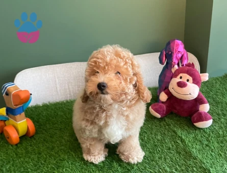 Apricot rengindeki sevimli Toy Poodle yavrumuz yeni ailesini bekliyor - 10622 - Görsel 3