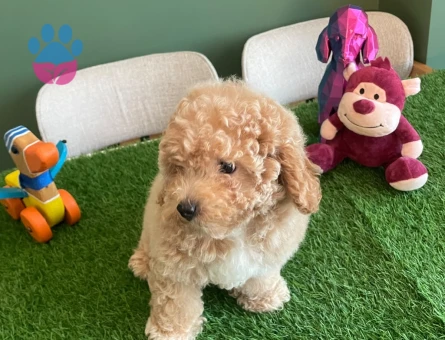 Apricot rengindeki sevimli Toy Poodle yavrumuz yeni ailesini bekliyor - 10622 - Görsel 2
