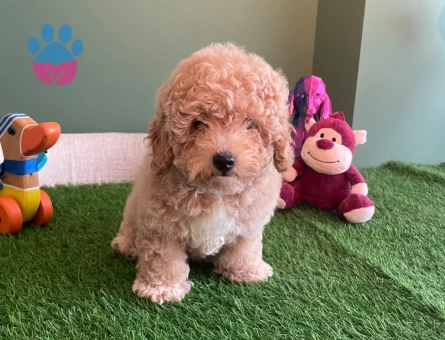 Safkan Apricot Toy Poodle Ruhsatlı Çiftlikten Özel Yavrumuz - 10623 - Görsel 2