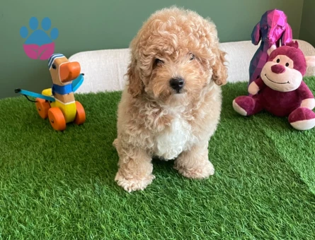 Safkan Apricot Toy Poodle Ruhsatlı Çiftlikten Özel Yavrumuz - 10623 - Görsel 3