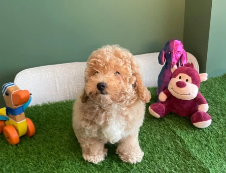Minik patileri, kıvırcık apricot tüyleri ve sevimli yüzüyle Toy Poodle bebeğimiz yeni ailesiyle tanışmayı bekliyor - 10624