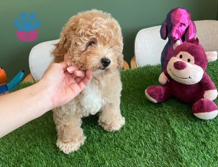 Minik patileri kıvırcık apricot tüyleri ve sevimli yüzüyle Toy Poodle bebeğimiz yeni ailesiyle tanışmayı bekliyor - 10624 - Görsel 3