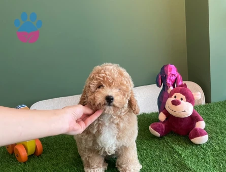 Kayısı Rengi Toy Poodle Yavrumuz – Pasaportlu ve Mikroçipli - 10625