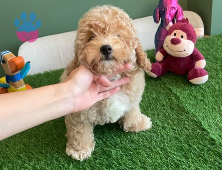 Kayısı Rengi Toy Poodle Yavrumuz Pasaportlu ve Mikroçipli - 10625 - Görsel 4
