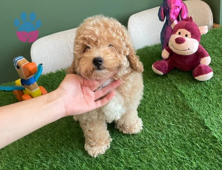 Kayısı Rengi Toy Poodle Yavrumuz Pasaportlu ve Mikroçipli - 10625 - Görsel 3
