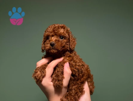 Red Brown Toy Poodle Yavrumuz – Mikroçipli, Pasaportlu, Ruhsatlı Çiftlikten - 10626