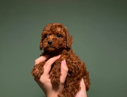 Red Brown Toy Poodle Yavrumuz – Mikroçipli, Pasaportlu, Ruhsatlı Çiftlikten - 10626
