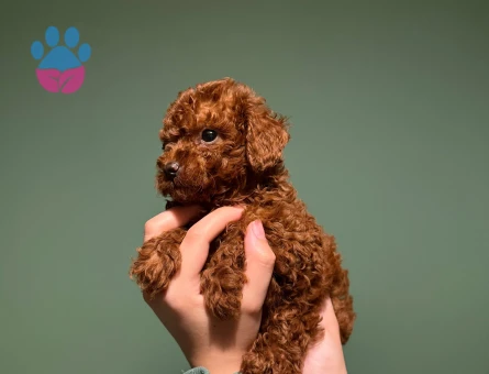 Red Brown Toy Poodle Yavrumuz Mikroçipli Pasaportlu Ruhsatlı Çiftlikten - 10626 - Görsel 3
