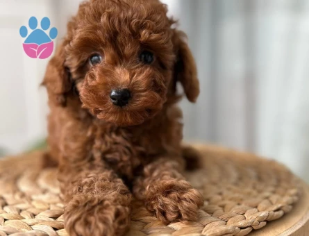 Ev doğumu toypoodle yavrular - 10638 - Görsel 2