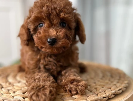 Ev doğumu toypoodle yavrular - 10638