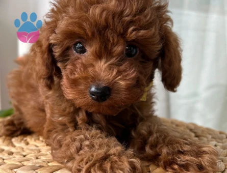 Ev doğumu toypoodle yavrular - 10638 - Görsel 3