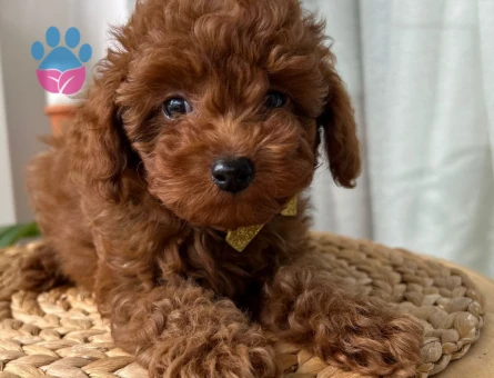 Ev doğumu toypoodle yavrular - 10638 - Görsel 4