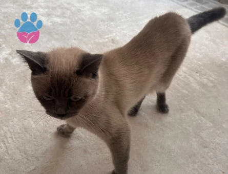 British Shorthair 2 Yaşında Yuva Arıyor - 10642 - Görsel 3