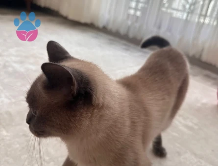 British Shorthair 2 Yaşında Yuva Arıyor - 10642 - Görsel 2