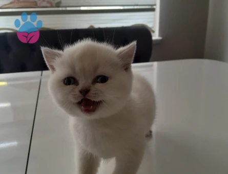 15 aylık British shorthair - 10645 - Görsel 2